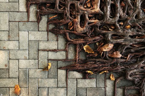 beautifultree-root-patterns-concrete-2